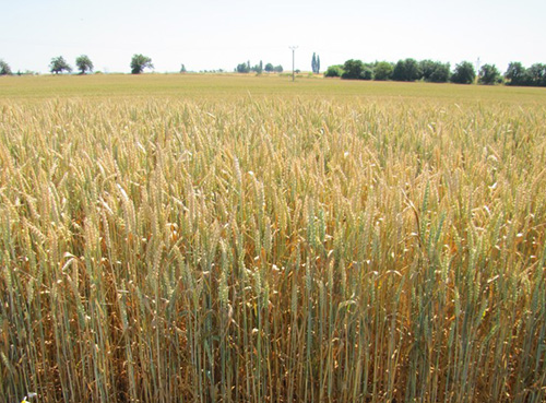 Прирост пшеницы благодаря обработке препаратами ЛИСТ-ФОРТЕ на 14-21%, фото