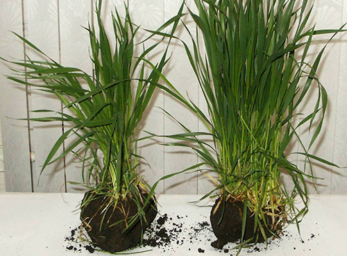 Гумат: Стимуляция роста и развития растений