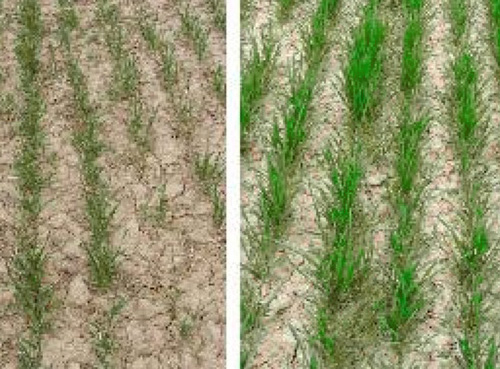 Гумат: Антистрессовая и адаптогенная помощь при применении СЗР